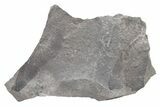 Pennsylvanian Fossil Fern (Macroneuropteris) Plate - Kentucky #224711-1